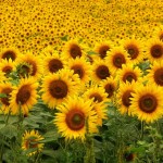 girasoles